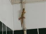 Click image for larger version.&nbsp;

Name:	Gekko IMG_20190309_235725.jpg&nbsp;
Views:	136&nbsp;
Size:	11.0 KB&nbsp;
ID:	161874
