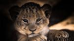 Click image for larger version.&nbsp;

Name:	lav-800.jpg&nbsp;
Views:	122&nbsp;
Size:	3.3 KB&nbsp;
ID:	162997