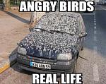 Click image for larger version. 

Name:	irl-angry-birds.jpg 
Views:	60 
Size:	11.8 KB 
ID:	166331