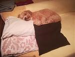 Click image for larger version.&nbsp;

Name:	Zoki.jpg&nbsp;
Views:	132&nbsp;
Size:	12.9 KB&nbsp;
ID:	172263