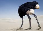Click image for larger version.&nbsp;

Name:	ostrich-in-the-sand-300x217.jpg&nbsp;
Views:	95&nbsp;
Size:	7.5 KB&nbsp;
ID:	173611