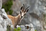 Click image for larger version.&nbsp;

Name:	Chamois-on-mountain-looking-at-camera.jpg&nbsp;
Views:	73&nbsp;
Size:	12.8 KB&nbsp;
ID:	176389