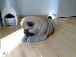 Click image for larger version.&nbsp;

Name:	Bafi edited.jpg&nbsp;
Views:	156&nbsp;
Size:	40.3 KB&nbsp;
ID:	56193