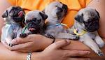 Click image for larger version.&nbsp;

Name:	pug-puppies.jpg&nbsp;
Views:	310&nbsp;
Size:	14.4 KB&nbsp;
ID:	60093
