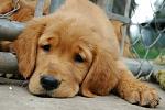 Click image for larger version.&nbsp;

Name:	sad-puppy-3.jpg&nbsp;
Views:	224&nbsp;
Size:	50.6 KB&nbsp;
ID:	60130