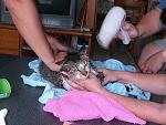 Click image for larger version.&nbsp;

Name:	poor%u00252Bcat!.jpg&nbsp;
Views:	196&nbsp;
Size:	31.3 KB&nbsp;
ID:	60291