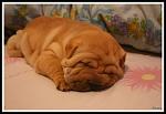 Click image for larger version.&nbsp;

Name:	Chinese_Shar_Pei_Puppy_by_Broken25.jpg&nbsp;
Views:	133&nbsp;
Size:	41.1 KB&nbsp;
ID:	60499