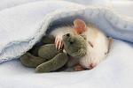 Click image for larger version.&nbsp;

Name:	lovely-mouse01.jpg&nbsp;
Views:	225&nbsp;
Size:	20.1 KB&nbsp;
ID:	60675