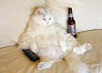 Click image for larger version.&nbsp;

Name:	atworkcat.jpg&nbsp;
Views:	123&nbsp;
Size:	18.9 KB&nbsp;
ID:	63462