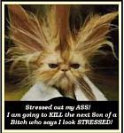 Click image for larger version.&nbsp;

Name:	stressed.jpg&nbsp;
Views:	107&nbsp;
Size:	25.2 KB&nbsp;
ID:	63849