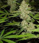 Click image for larger version.&nbsp;

Name:	marijuana.jpg&nbsp;
Views:	116&nbsp;
Size:	12.4 KB&nbsp;
ID:	64774