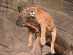 Click image for larger version.&nbsp;

Name:	tired_animals_01.jpg&nbsp;
Views:	118&nbsp;
Size:	48.3 KB&nbsp;
ID:	68016