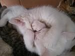 Click image for larger version.&nbsp;

Name:	2011-10-27 10.46.16.jpg&nbsp;
Views:	116&nbsp;
Size:	133.3 KB&nbsp;
ID:	68204