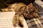 Click image for larger version.&nbsp;

Name:	adorable-cat-cute-kitten-laptop-Favim.com-118456.jpg&nbsp;
Views:	117&nbsp;
Size:	81.6 KB&nbsp;
ID:	69679