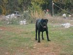 Click image for larger version.&nbsp;

Name:	simba1.jpg&nbsp;
Views:	86&nbsp;
Size:	67.4 KB&nbsp;
ID:	73435
