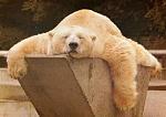 Click image for larger version.&nbsp;

Name:	sleeping%u00252Bbeer.jpg&nbsp;
Views:	88&nbsp;
Size:	20.7 KB&nbsp;
ID:	79520