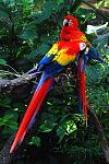 Click image for larger version.&nbsp;

Name:	amazon_rainforest_peru02.jpg&nbsp;
Views:	164&nbsp;
Size:	76.7 KB&nbsp;
ID:	80174