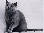 Click image for larger version. 

Name:	russian_blue_cat_wallpaper-800x600.jpg 
Views:	46 
Size:	137.7 KB 
ID:	69543