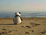 Click image for larger version. 

Name:	lonely_panda_at_the_beach.jpg 
Views:	201 
Size:	44.2 KB 
ID:	60211