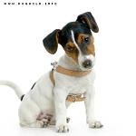 Click image for larger version. 

Name:	jack-russel-terrier.jpg 
Views:	166 
Size:	14.5 KB 
ID:	60092