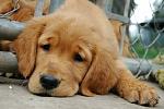 Click image for larger version. 

Name:	sad-puppy-3.jpg 
Views:	194 
Size:	50.6 KB 
ID:	60130