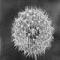 Dandelion's Avatar