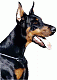 doberman's Avatar