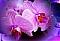 above_limit's Avatar
