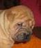 pesek's Avatar