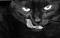 Sfelien's Avatar
