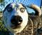 Crazy_dog's Avatar