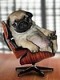 uprolazu's Avatar