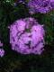 Paranormalna's Avatar